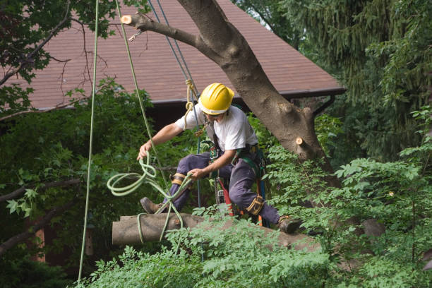 Professional Tree Services in Maricopa, CA